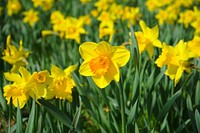 Daffodil background. Free public domain CC0 image.