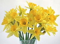 Daffodil background. Free public domain CC0 photo.