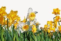 Daffodil border collage element, nature design psd