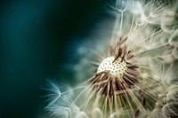 Dandelion background. Free public domain CC0 image.