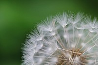 Dandelion background. Free public domain CC0 image.