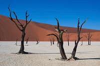 Dry deserted field background. Free public domain CC0 photo.