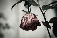 Dried rose. Free public domain CC0 image.