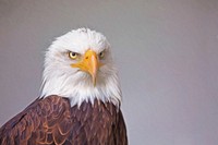 Bald eagle, American bird of prey. Free public domain CC0 image.