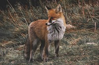 Fox standing on dirt road. Free public domain CC0 photo.