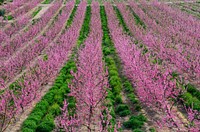 Pink flower trees. Free public domain CC0 photo.