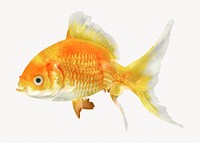 Goldfish, pet animal isolated image