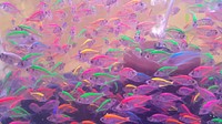 Colorful neon glowing fishes. Free public domain CC0 photo.