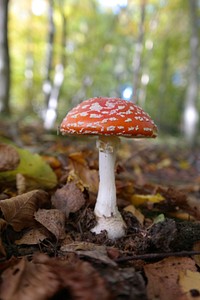 Red mushroom hat, fly agaric toadstool. Free public domain CC0 image.