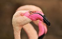 Close up flamingo head. Free public domain CC0 photo.