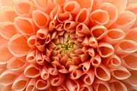 Orange dahlia background. Free public domain CC0 image.