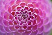 Pink dahlia background.  Free public domain CC0 image.