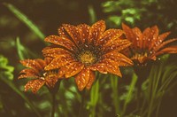 Orange gazania flower background. Free public domain CC0 photo.