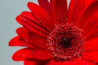 Red gerbera background. Free public domain CC0 image.