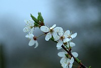 White cherry blossom background. Free public domain CC0 photo.