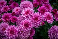 Pink chrysanthemum background. Free public domain CC0 photo.