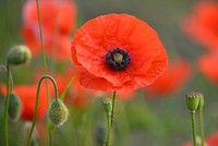 Red poppy background. Free public domain CC0 image.