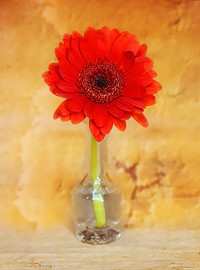 Red gerbera in glass vase. Free public domain CC0 image.