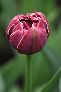 Pink tulip background. Free public domain CC0 photo.