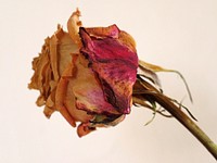 Dried rose. Free public domain CC0 image.