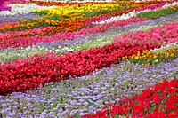 Tulip field background. Free public domain CC0 photo.