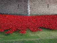 Tower of London poppies. Free public domain CC0 image.