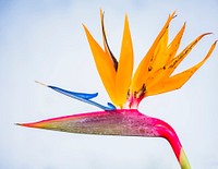 Bird of paradise. Free public domain CC0 image.