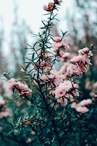 Mountain peony background. Free public domain CC0 image.