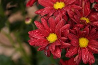 Red garden mum background. Free public domain CC0 photo.