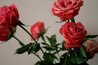 Red roses background. Free public domain CC0 image.