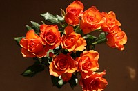 Orange rose background. Free public domain CC0 image.