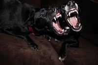 Black dog barking with wide open mouth. Free public domain CC0 photo