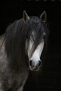 Beautiful Andalusian horse. Free public domain CC0 photo.