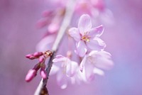 Pink peach blossom background. Free public domain CC0 photo.