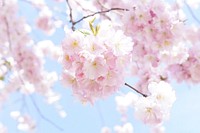 Pink peach blossom background. Free public domain CC0 photo.