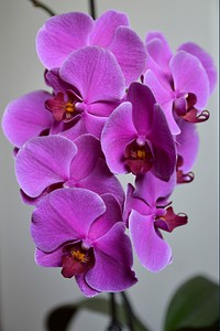 Pink orchid background. Free public domain CC0 photo.