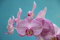 Pink moth orchid background. Free public domain CC0 image.