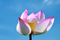 Pink lotus background. Free public domain CC0 photo.