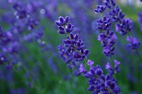 Lavender field background. Free public domain CC0 image.