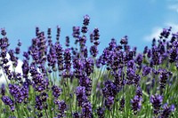 Lavender field background. Free public domain CC0 image.