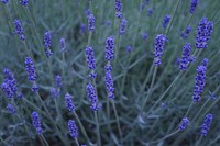 Lavender field background. Free public domain CC0 image.