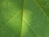 Green leaf texture background. Free public domain CC0 photo.