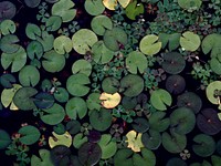 Water lily pond. Free public domain CC0 photo.