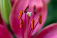 Flower pollen background, macro shot. Free public domain CC0 image.