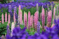 Lupine background. Free public domain CC0 photo.