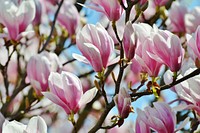 Magnolia background. Free public domain CC0 photo.