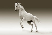 White horse background image. Free public domain CC0 photo.