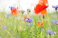 Orange flower background. Free public domain CC0 image.