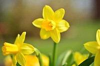 Daffodil background. Free public domain CC0 photo.