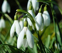 Snowdrop background. Free public domain CC0 image.